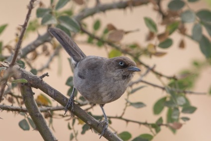 Bird poszáta leírás, élőhely és az élelmiszer, kilátás, fénykép, ének