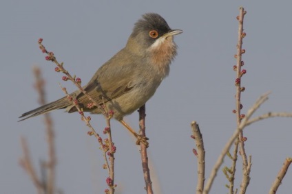 Bird Slavka descriere, locuință și hrană, specie, fotografie, cântând