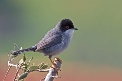 Bird poszáta leírás, élőhely és az élelmiszer, kilátás, fénykép, ének