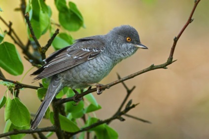 Bird poszáta leírás, élőhely és az élelmiszer, kilátás, fénykép, ének