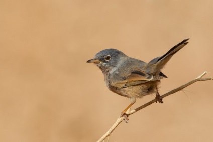 Bird Slavka descriere, locuință și hrană, specie, fotografie, cântând