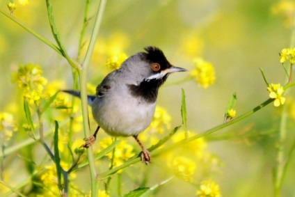 Bird poszáta leírás, élőhely és az élelmiszer, kilátás, fénykép, ének