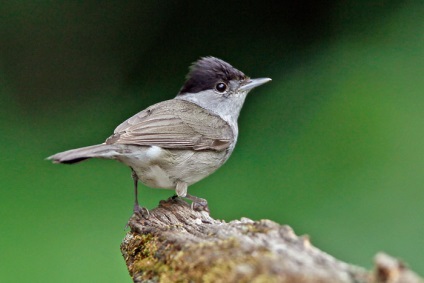 Bird poszáta leírás, élőhely és az élelmiszer, kilátás, fénykép, ének