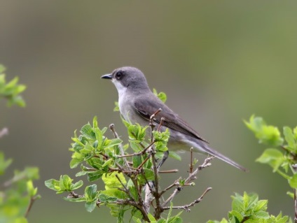 Bird poszáta leírás, élőhely és az élelmiszer, kilátás, fénykép, ének