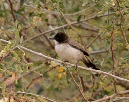 Bird Slavka descriere, locuință și hrană, specie, fotografie, cântând