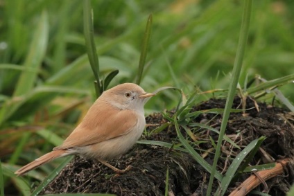 Bird poszáta leírás, élőhely és az élelmiszer, kilátás, fénykép, ének