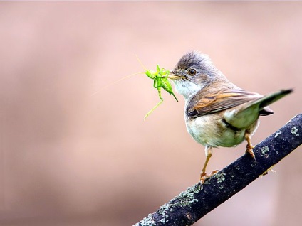 Bird poszáta leírás, élőhely és az élelmiszer, kilátás, fénykép, ének