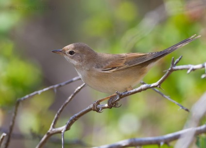 Bird poszáta leírás, élőhely és az élelmiszer, kilátás, fénykép, ének