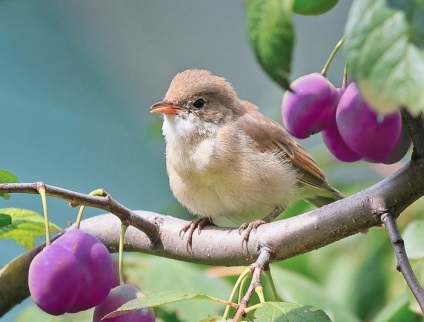 Bird poszáta leírás, élőhely és az élelmiszer, kilátás, fénykép, ének