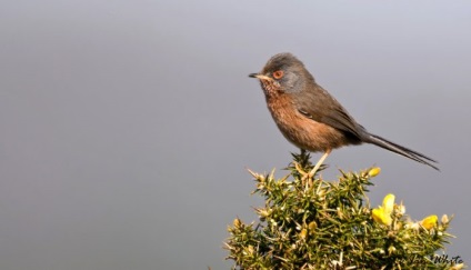 Bird poszáta leírás, élőhely és az élelmiszer, kilátás, fénykép, ének