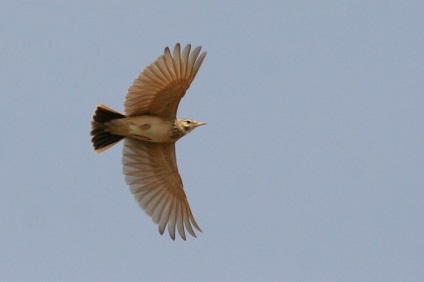 Bird poszáta leírás, élőhely és az élelmiszer, kilátás, fénykép, ének