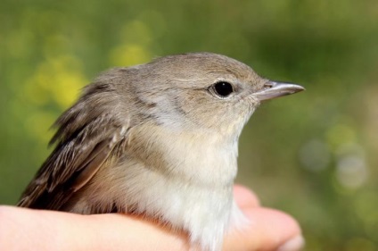 Bird poszáta leírás, élőhely és az élelmiszer, kilátás, fénykép, ének