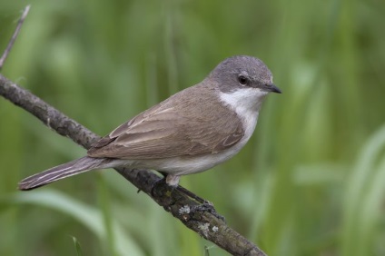 Bird poszáta leírás, élőhely és az élelmiszer, kilátás, fénykép, ének