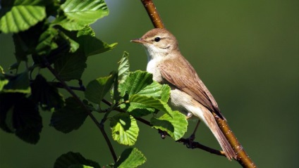 Bird poszáta leírás, élőhely és az élelmiszer, kilátás, fénykép, ének