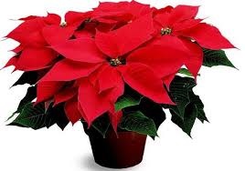 Poinsettia, o lume fără rău