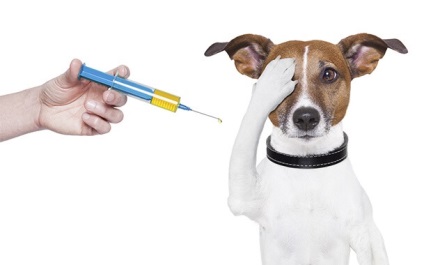Afecțiuni comune în Jack Russell Terriers - Jack-Russell Terrier Club