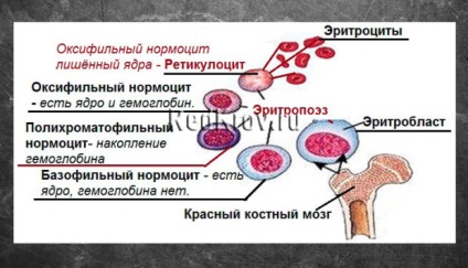 Dimensiunea și forma eritrocitelor umane