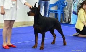 Dimensiunile (greutatea și înălțimea) ale lui Dobermann, tabelul de creștere a căței, 