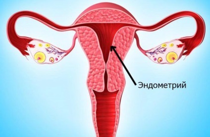 menstruációs ciklus szabályozása és szintek áramkör