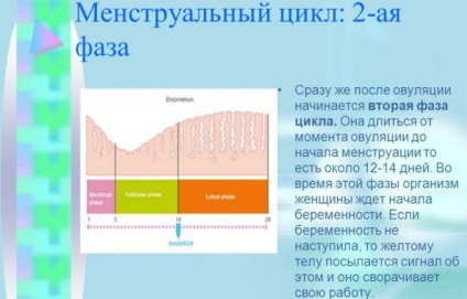 menstruációs ciklus szabályozása és szintek áramkör