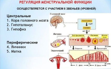 menstruációs ciklus szabályozása és szintek áramkör
