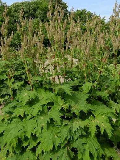 Rhubarb officinalis (rheum officinale)