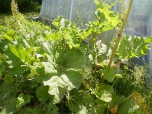 Rhubarb - proprietati de vindecare