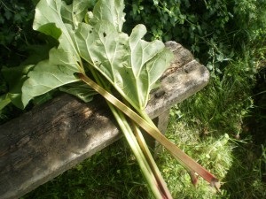 Rhubarb - proprietati de vindecare