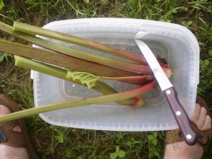 Rhubarb - proprietati de vindecare