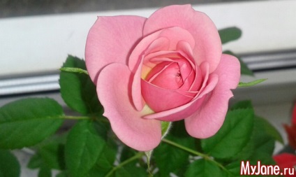 Rose egy ablakpárkányon - rózsa, a rózsa az ablakpárkányon, virágok, cserepes növények, arra kényszerítve virágok