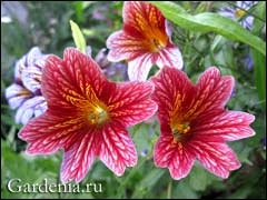 Salpiglossis, o țeavă în grădină