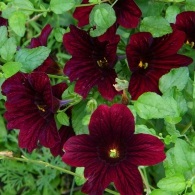 Salpiglossis - crescând din semințe de țevi, fotografiați, plantați o grădină