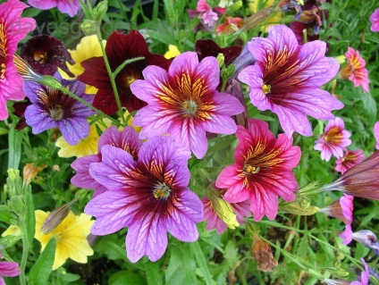 Salpiglossis - crescând din semințe de țevi, fotografiați, plantați o grădină