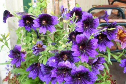 Salpiglossis - crescând din semințe de țevi, fotografiați, plantați o grădină