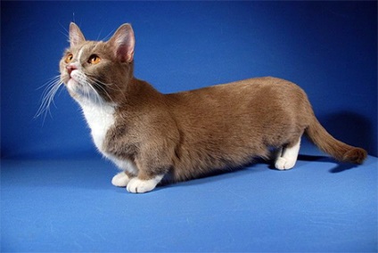 Cea mai mică rasă de pisici cu fotografii