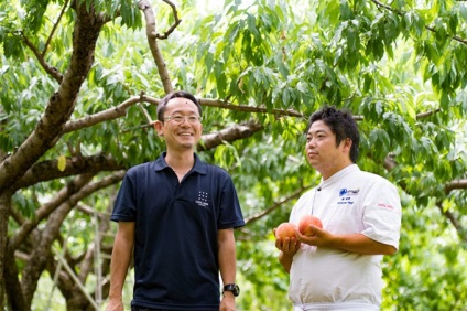 A legédesebb őszibarack A világ világrekordot japán gyümölcs, információk Japán