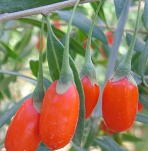 A magról lycium barbarum vagy goji bogyó (fajta új nagy)