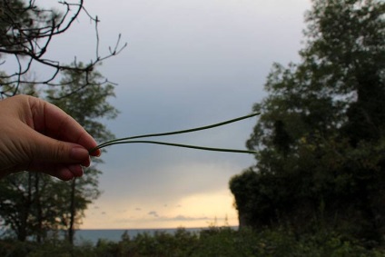 Village kyndyg (Abhazia) sectorul privat, groapa de eucalipt, recenzii