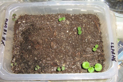 Magjai Pelargonium - hatékony módja annak, hogy csírázni egy mini üvegház, video