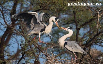 Gray Heron