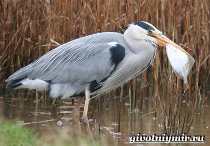 Gray Heron