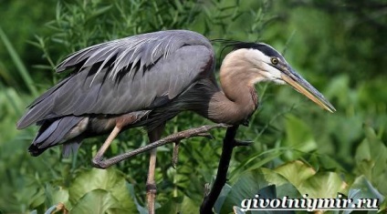 Gray Heron