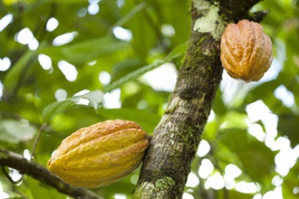 Boabe de cacao din Republica Dominicană