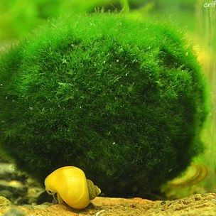 Kladofora gömb akvárium