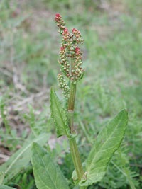 Sorrel - culturi acide - verzi - culturi legumicole