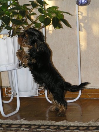 Puppy în casă care alăptează, hrănindu-și întreținerea Yorkshire terrier