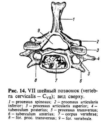 Vertebrele cervicale, vertebrele cervicales