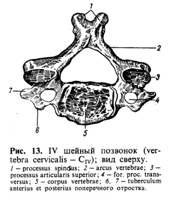 Nyakcsigolya, a csigolyák cervicales