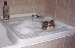 Scottish Fold kiscicák, eladó, Moszkva, óvoda - fürdés macska!