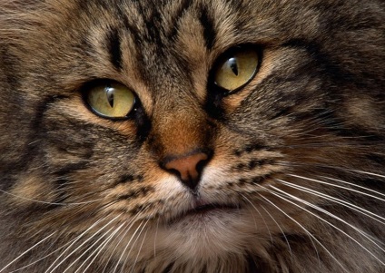 Pisica siberiana - o taiga aborigina sau o farsa